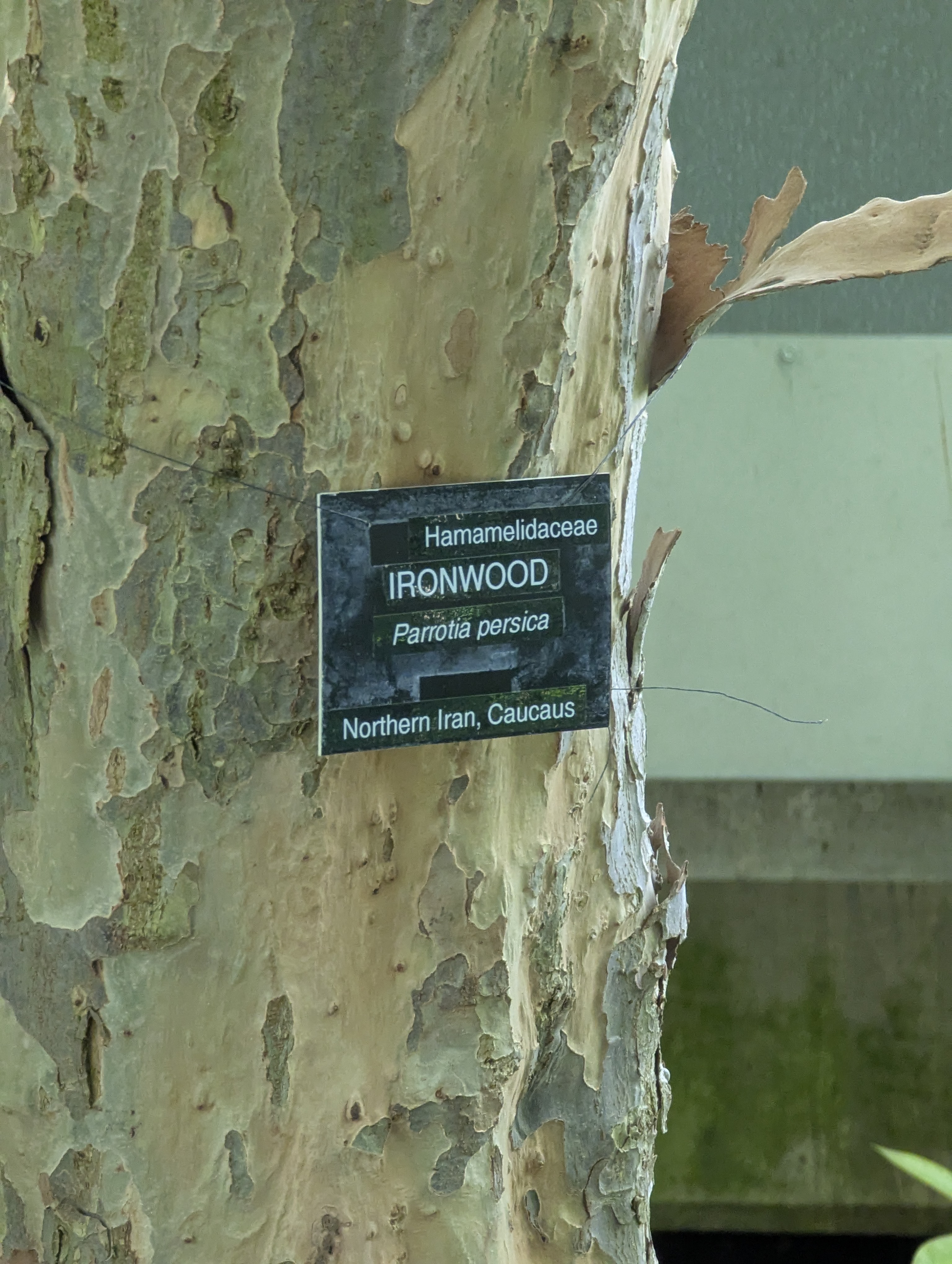 Birthday Trip to Canada, Edmonton, Pyramids, Muttart Observatory